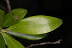 Buckwheat tree <BR>Black titi